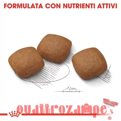Royal canin joint and coat care clearance