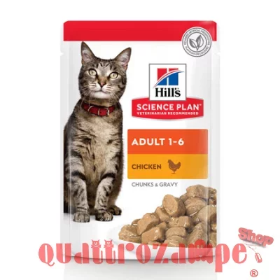 hills-cat-spwp-adult-pollo-big..jpg